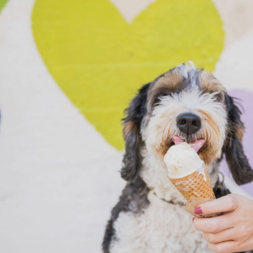 a dog licking an ice cream cone